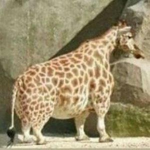 Meet your Posher, Kai